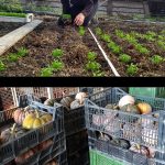 Planzen und Sortieren