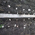 Knoblauch Pflanzen