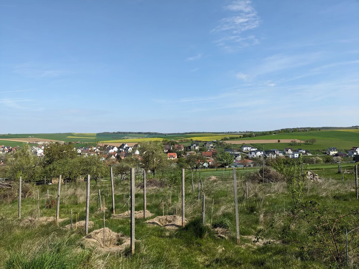 Blick über Oberaltertheim vom Vielfaltwald aus