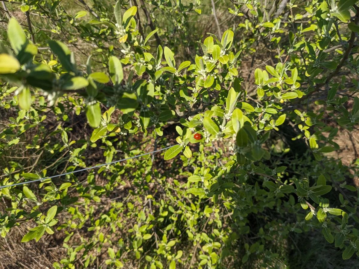 Ein Marienkäfer sitzt auf einer Ölweide