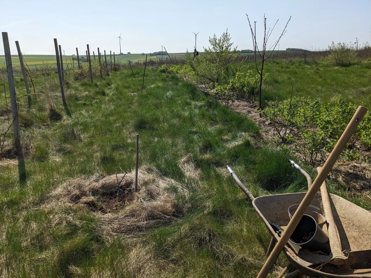 Teil des Vielfaltwaldes mit Sträuchern und kleinen Bäumen