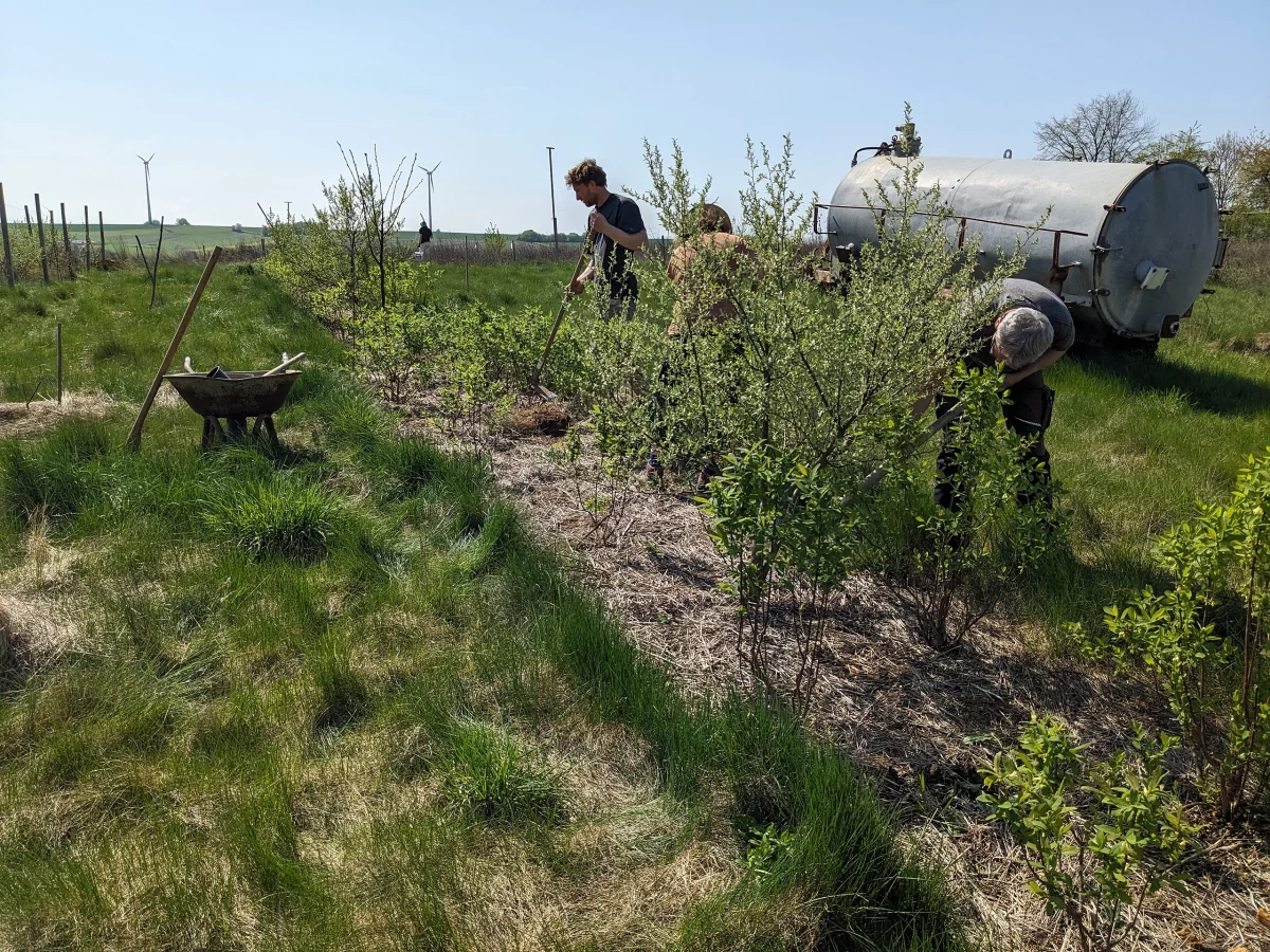 Personen bei der Arbeit an den Sträuchern am Vielfaltwald