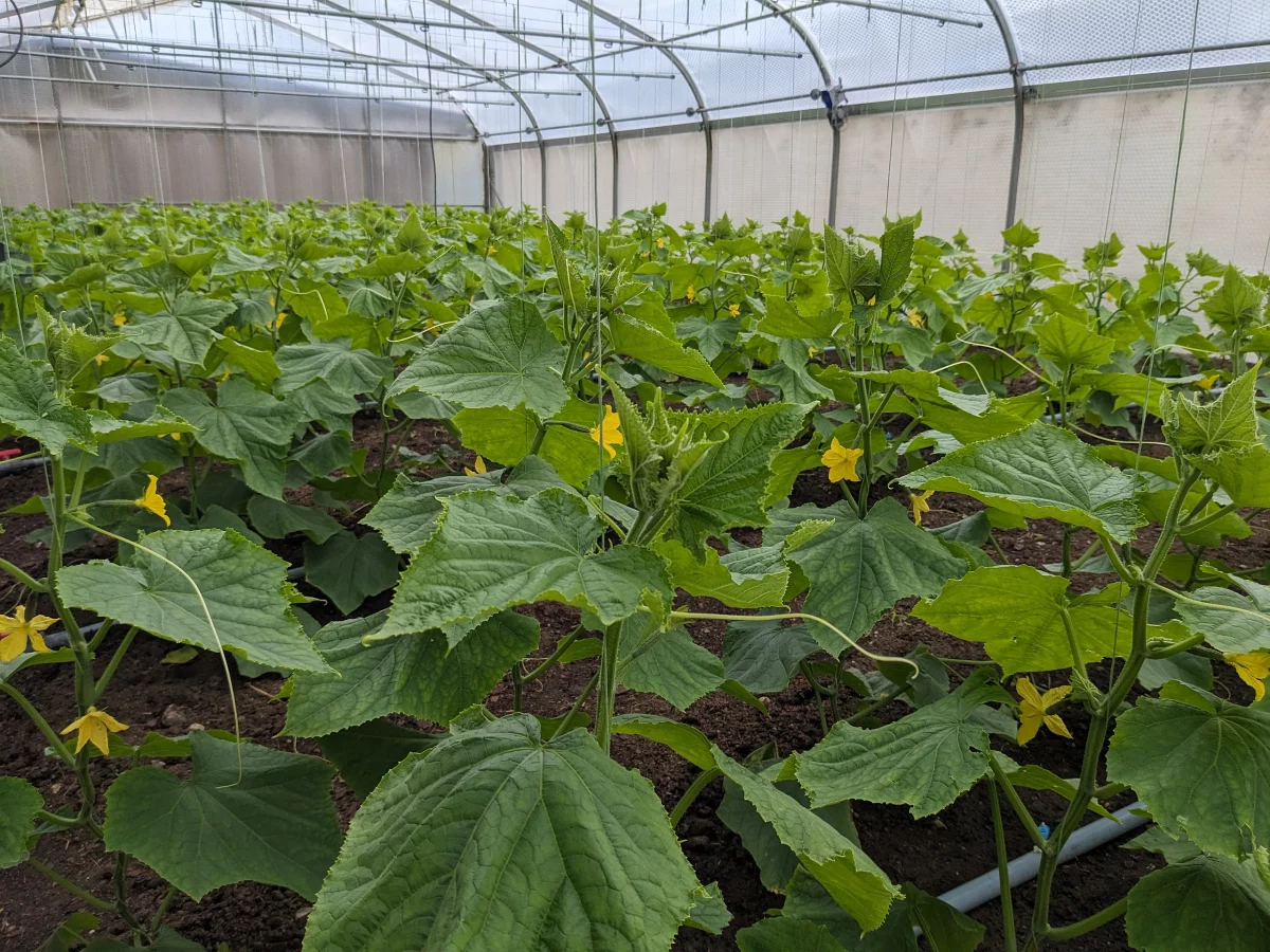 Gurkenpflanzen im Gewächshaus