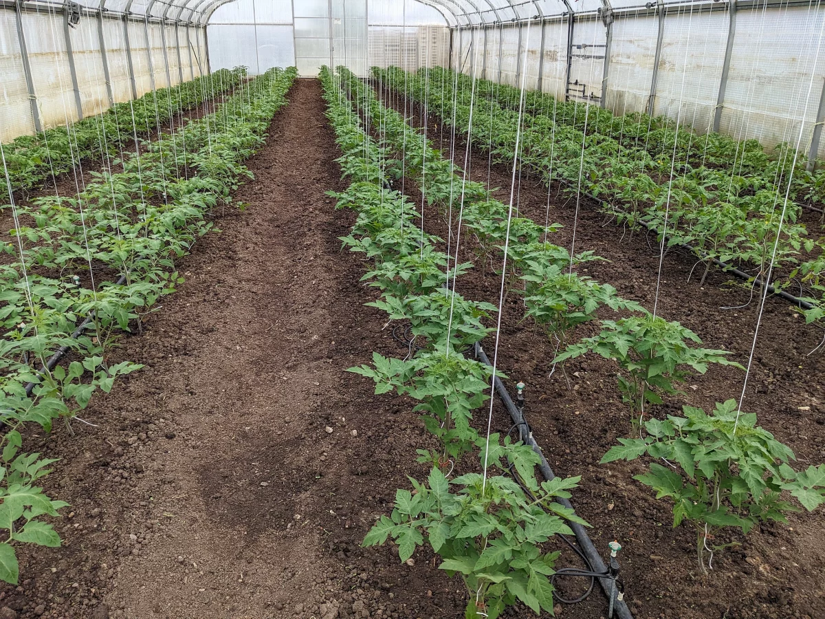 Tomatengewächshaus am Hof in Oberaltertheim mit Tomatenpflanzen