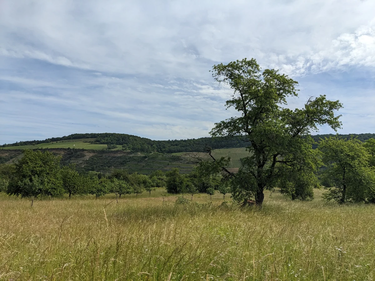 Streuobstwiese mit Kirschbaum