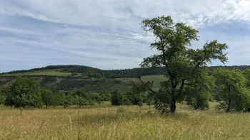 Streuobstwiese mit Kirschbaum