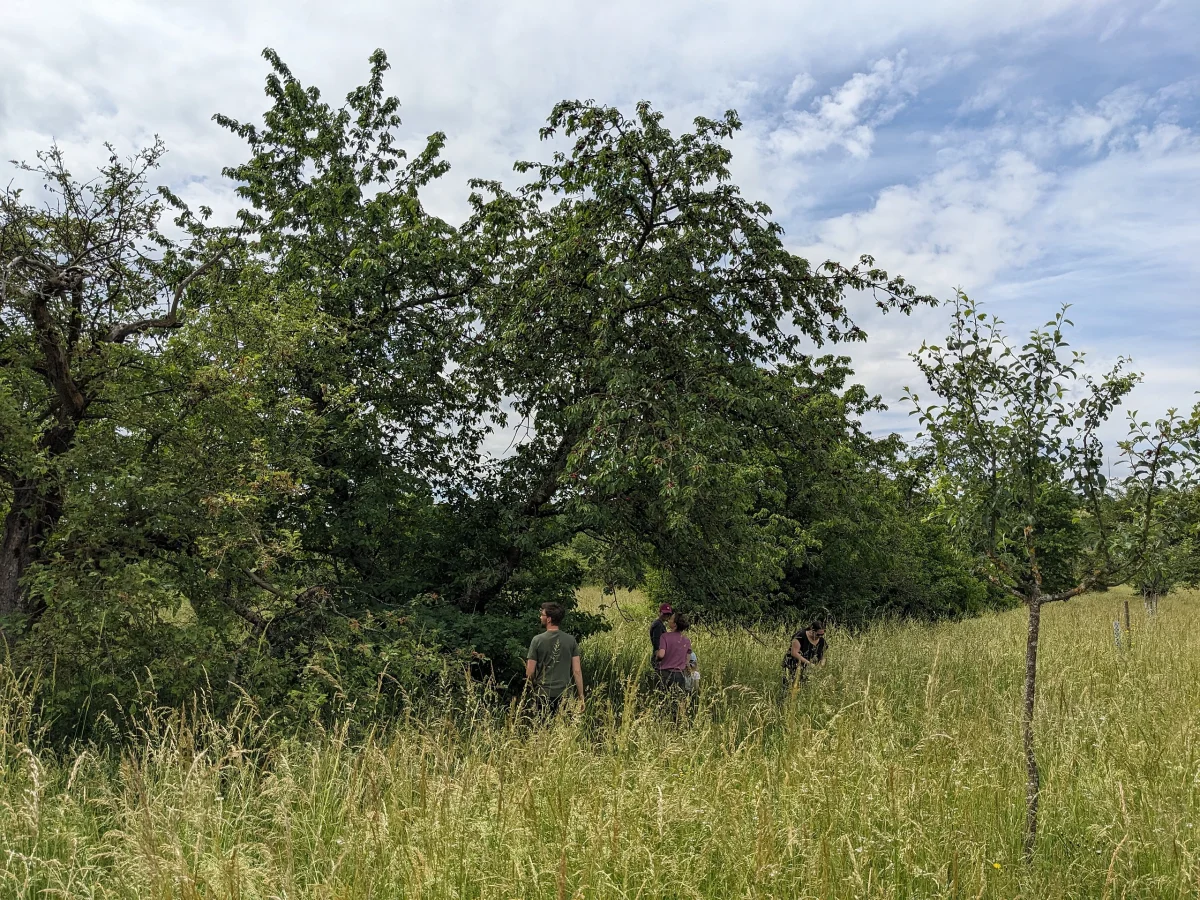Der zweite Kirschbaum vor der Ernte