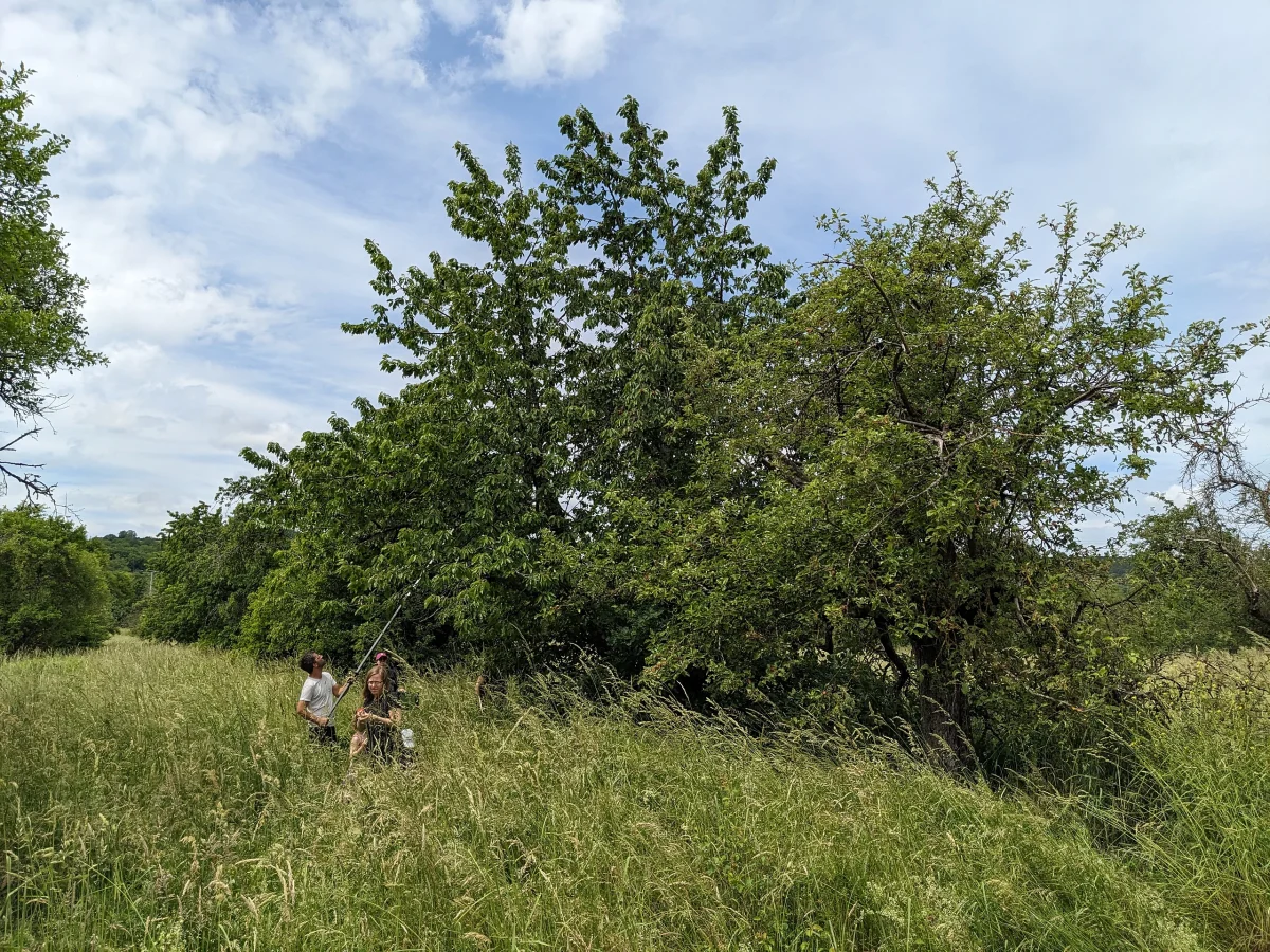 Chris sägt Äste vom Kirschbaum für leichtere Ernte