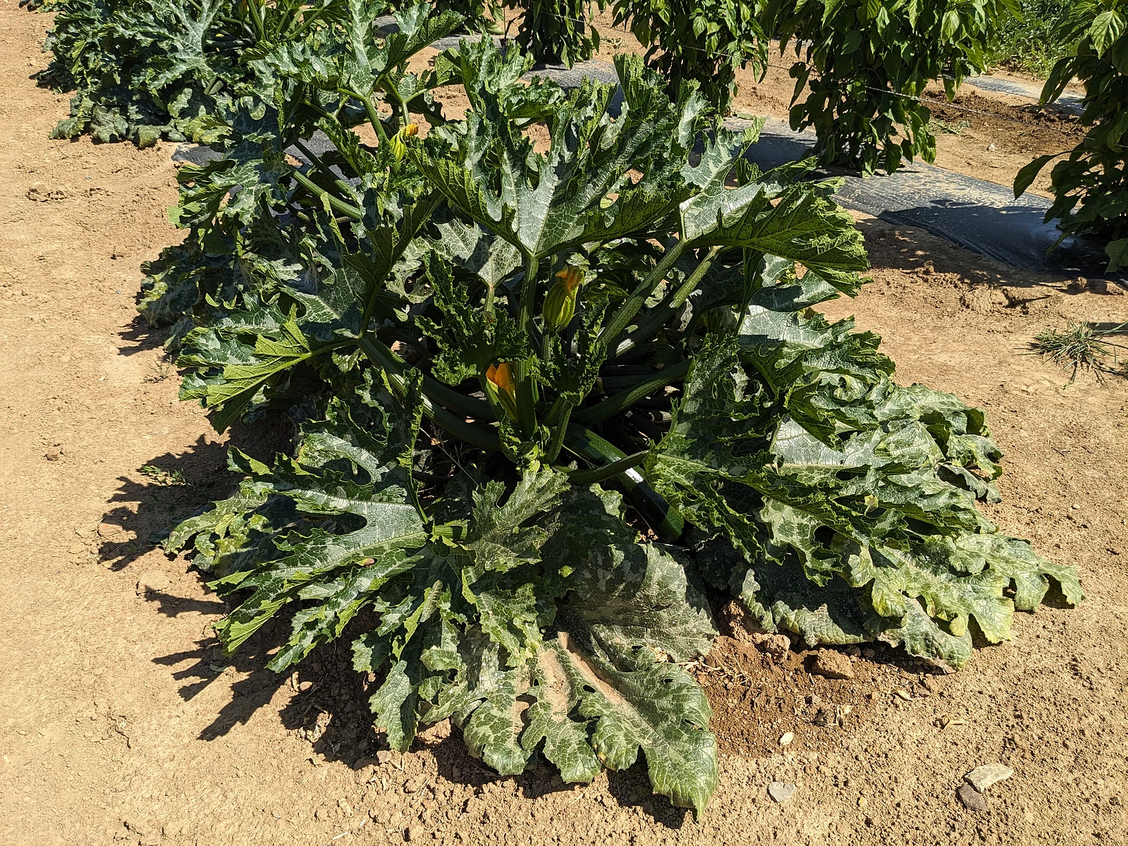 Eine große Zucchini-Pflanze mit Blüten und Früchten