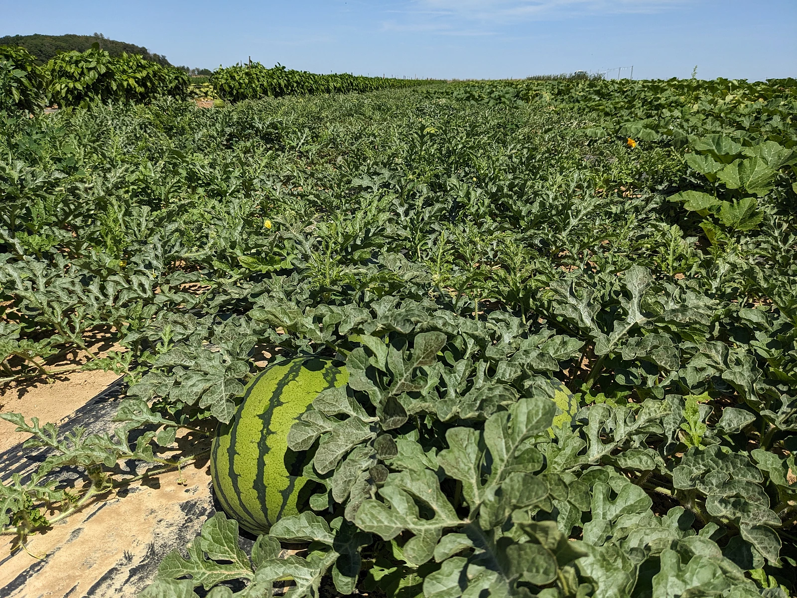 Ein langes Feld Melonen-Pflanzen mit einer großen Wassermelone im Vordergrund