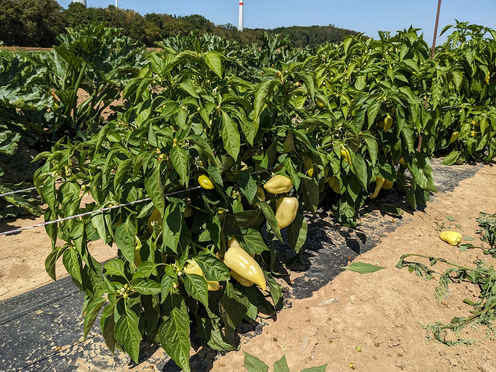 Paprika-Pflanze auf dem Feld mit vielen hellgrünen Früchten