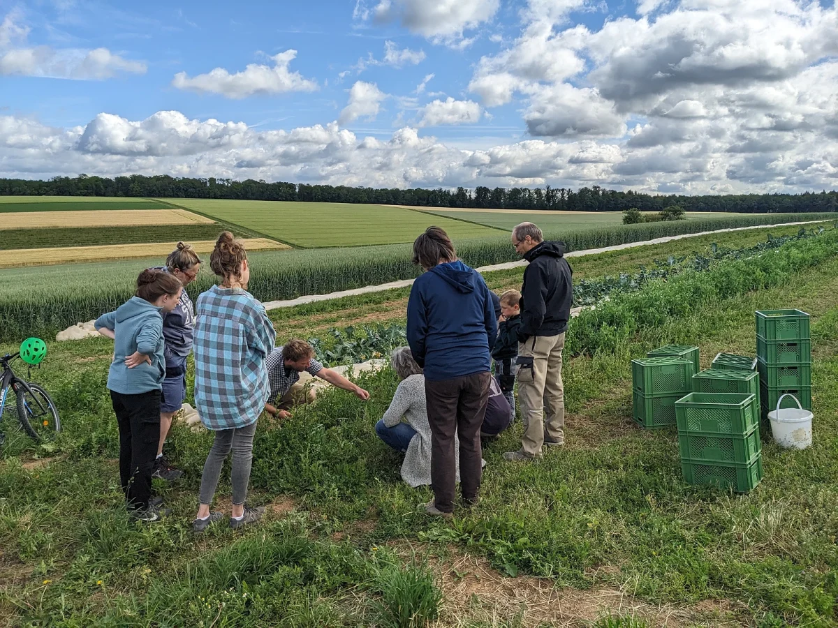 Mehrere Menschen werden zur Zuckerschoten-Ernte auf dem Feld eingewiesen