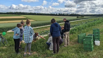 Mehrere Menschen werden zur Zuckerschoten-Ernte auf dem Feld eingewiesen