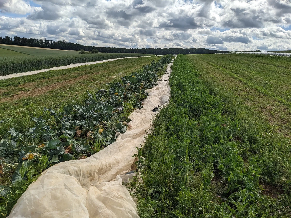 Ausblick über das Gemüsefeld, insbesondere die lange Reihe Erbsen-Plfanzen