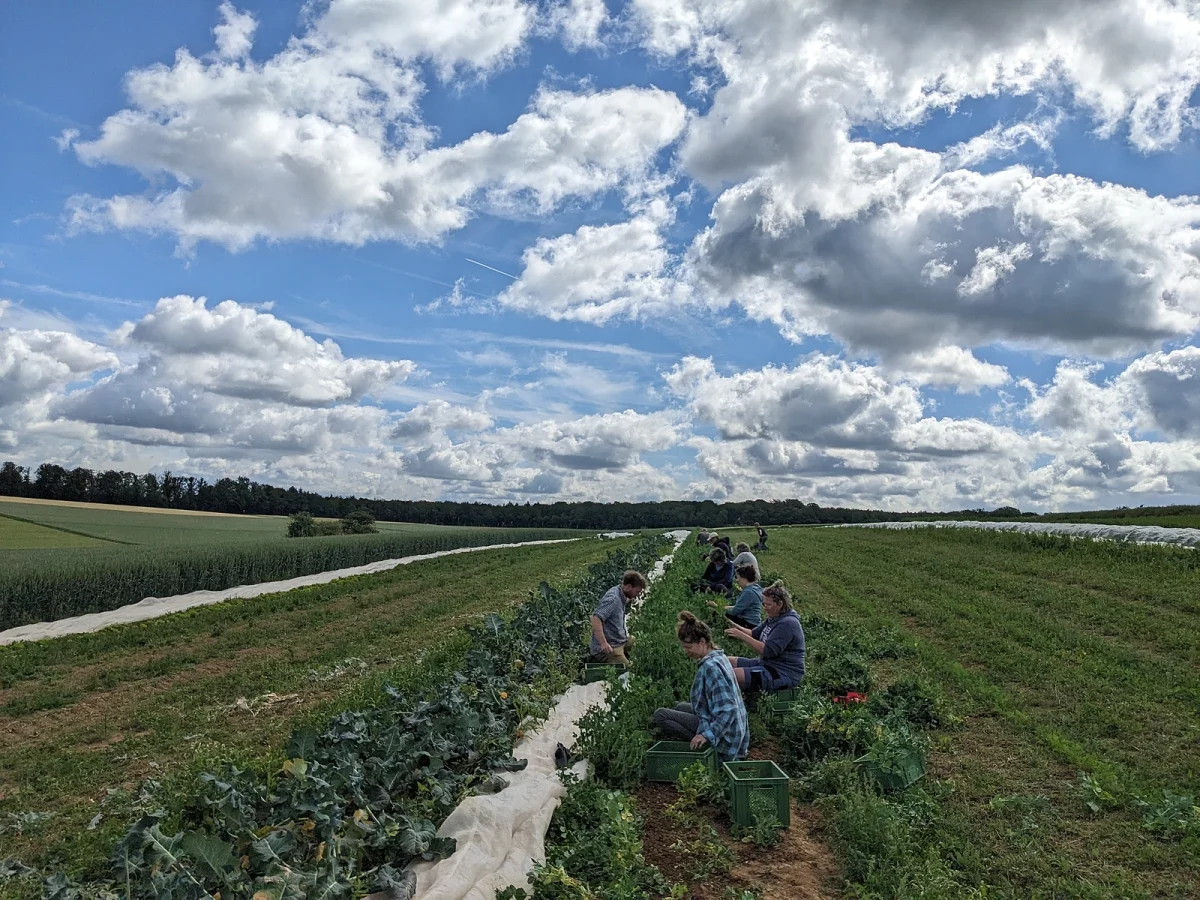 Mehrere Personen ernten die Zuckerschoten auf dem Feld