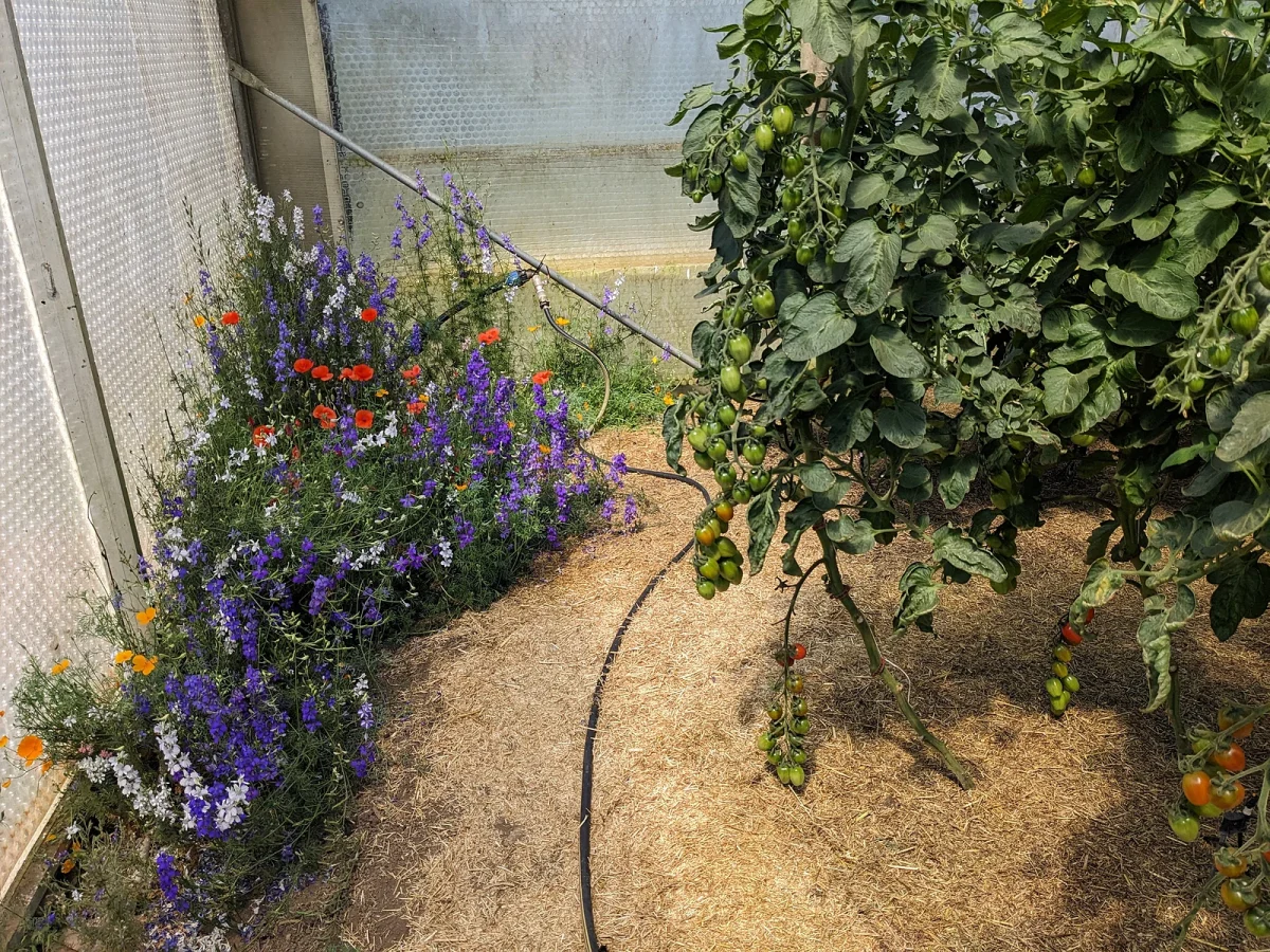 Blumen blühen im Tomatenhaus