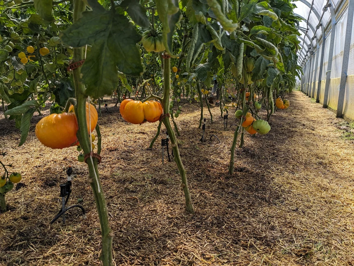 Große Ananas-Tomaten an den Pflanzen im Tomatengewächshaus