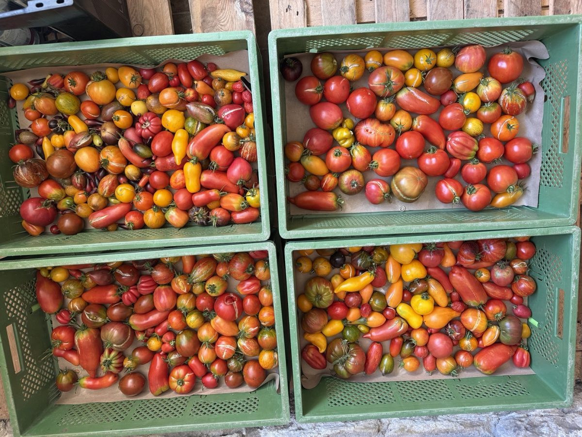 Vier Kisten mit gelben und roten Tomaten in unterschiedlichen Formen und Größen