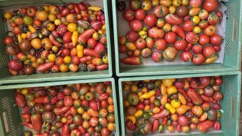 Vier Kisten mit gelben und roten Tomaten in unterschiedlichen Formen und Größen